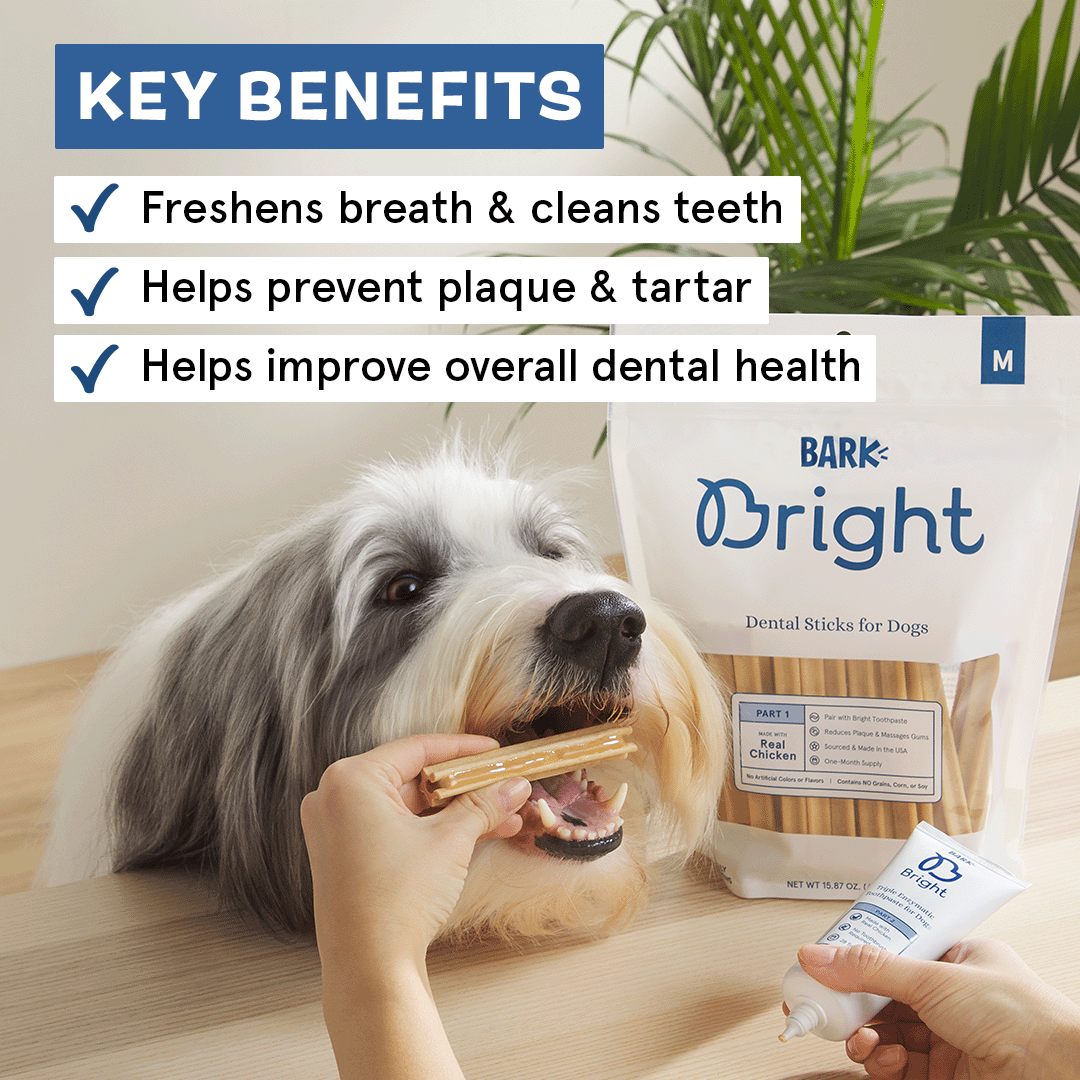 Bright Original Dental Kit